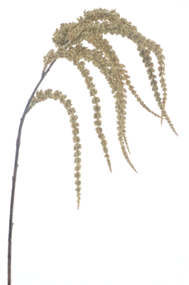 Nova Nature Amaranthus spray cream 102cm