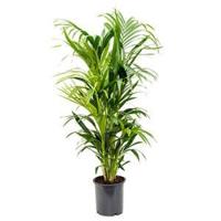 Kentia Palm howea forsteriana 8pp kamerplant - thumbnail