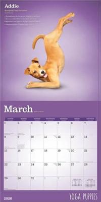 Yoga Puppies Kalender 2026 Yoga Puppies Kalender 2026