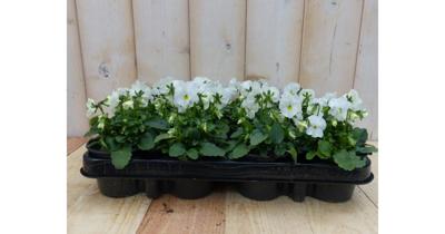 Bosviolen Violen Wit 12 stuks Viola Warentuin Natuurlijk - Warentuin natuurlijk