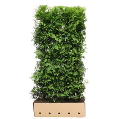 Kant & klaar haag Thuja occidentalis brabant 200 x 100 cm breed Westerse levensboom Quickhedge - Quickhedge