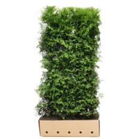 Kant & klaar haag Thuja occidentalis brabant 200 x 100 cm breed Westerse levensboom Quickhedge - Quickhedge - thumbnail