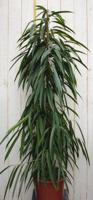 Ficus Alii Binnendijkii 160 cm Kamerplant Vijg Warentuin Natuurlijk - Warentuin natuurlijk - thumbnail