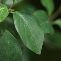 Enkianthus Kunsttak deluxe 58cm - thumbnail