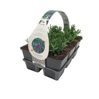 Lavandula ang. 'Hidcote' - Lavendel - thumbnail