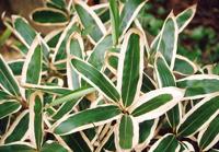 Sierbamboe - thumbnail