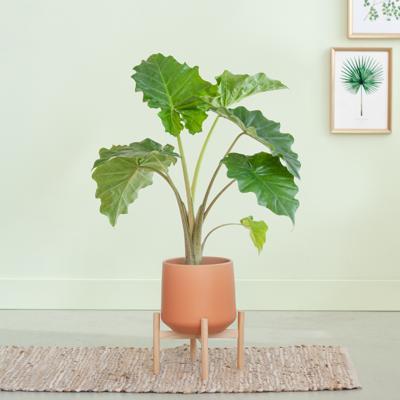 Alocasia Portadora - P21 Alocasia Portadora - P21