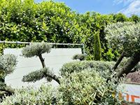 Olijfboom Pon Pon - Olea Europea - thumbnail