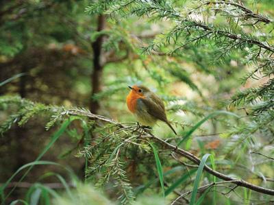 Roodborst 70x50cm Tuinschilderij II Customize-it - Customize it