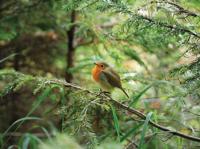 Roodborst 70x50cm Tuinschilderij II Customize-it - Customize it - thumbnail