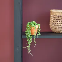 Erwtenplantje mini - Senecio Rowleyanus - P6 - thumbnail