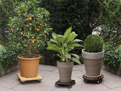 Plantentrolley economy vierkant licht gebeitst