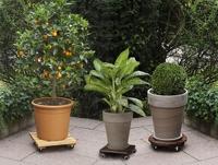 Plantentrolley economy vierkant donker gebeitst - thumbnail