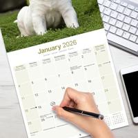 Bull Terrier Kalender 2026 - thumbnail