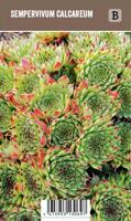 Vips Sempervivum calcareum - Huislook - thumbnail