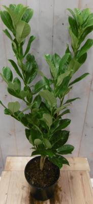 Prunus Rotundifolia 70 cm Laurierkers Warentuin Natuurlijk - Warentuin natuurlijk