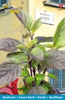 Zaden Basilicum Santo Buzzy - Buzzy - thumbnail