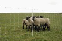 AKO schapennet ovinet maxi 122cm x 50m enkele pen - thumbnail