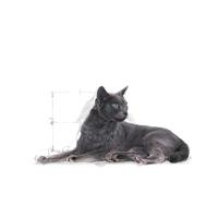 Royal Canin Sterilized Cat Food +7 400 gr - thumbnail