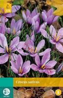 Crocus sativus 10 bollen - thumbnail