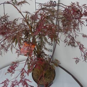 Japanse esdoorn (Acer palmatum "Crimson Queen") heester - 40-50 cm - 1 stuks