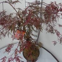 Japanse esdoorn (Acer palmatum "Crimson Queen") heester - 40-50 cm - 1 stuks - thumbnail