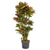 Croton petra vertakt L hydrocultuur plant - thumbnail