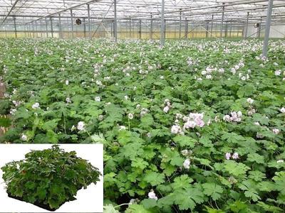 Plantenmat vasteplanten Geranium prijs per 1m2 cm Covergreen - Covergreen