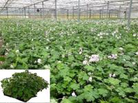 Plantenmat vasteplanten Geranium prijs per 1m2 cm Covergreen - Covergreen - thumbnail