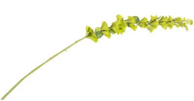 Molcucella spray 105cm