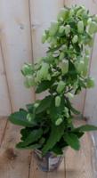 Kalanchoe Lucky Bells 50 cm kamerplant Warentuin Natuurlijk - Warentuin natuurlijk - thumbnail