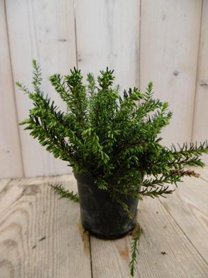 3 stuks! Winterheide wit Erica Warentuin Natuurlijk - Warentuin natuurlijk