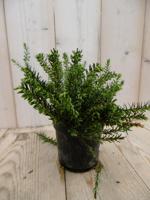 3 stuks! Winterheide wit Erica Warentuin Natuurlijk - Warentuin natuurlijk - thumbnail