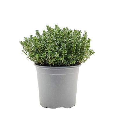 Citroentijm Thymus citriodorus kruidenplant Warentuin Natuurlijk - Warentuin natuurlijk