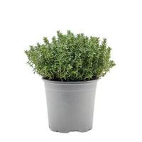 Citroentijm Thymus citriodorus kruidenplant Warentuin Natuurlijk - Warentuin natuurlijk - thumbnail