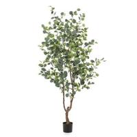 Eucalypthus - thumbnail