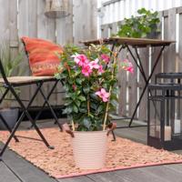 Mandevilla Sundaville - Dipladenia - Roze - P17 - thumbnail