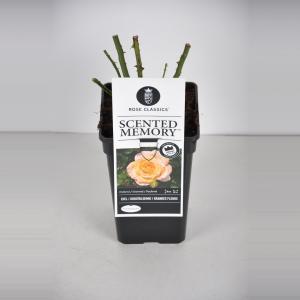 Grootbloemige roos (rosa "Scented Memory"®) - C3 - 1 stuks