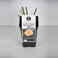 Grootbloemige roos (rosa "Scented Memory"®) - C3 - 1 stuks - thumbnail