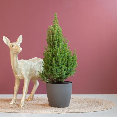 Picea Glauca Conica - Kerstboom - P19