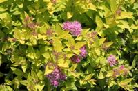 Spierstruik spirea - thumbnail