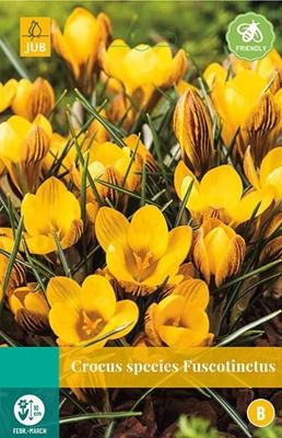 Crocus fuscotinctus 15 bollen