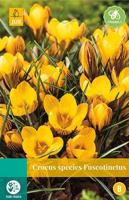 Crocus fuscotinctus 15 bollen - thumbnail