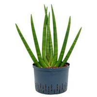 Sansevieria cylindrica sunshine L hydrocultuur plant - thumbnail