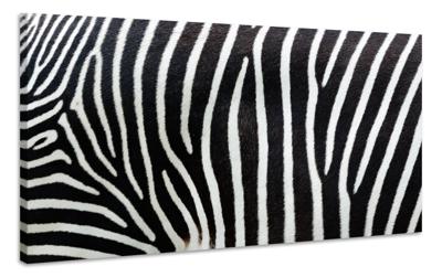 Schilderij - Zebra Strepen, zwart/wit, Premium print