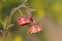 Knikkend nagelkruid - thumbnail