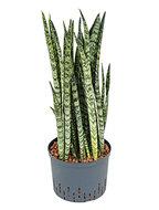 Sansevieria zeylanica XL hydrocultuur plant