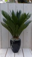 Palmvaren Vredespalm in hoge zwarte/antraciete pot 55 cm Warentuin Natuurlijk - Warentuin natuurlijk - thumbnail