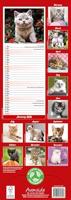 Kittens Kalender 2026 Slimline - thumbnail