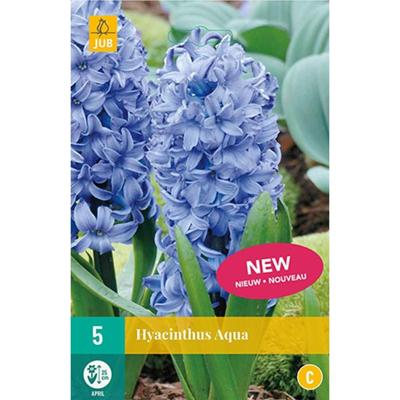 Hyacint Aqua bloembollen 5 bollen Hyacint JUB - Jub